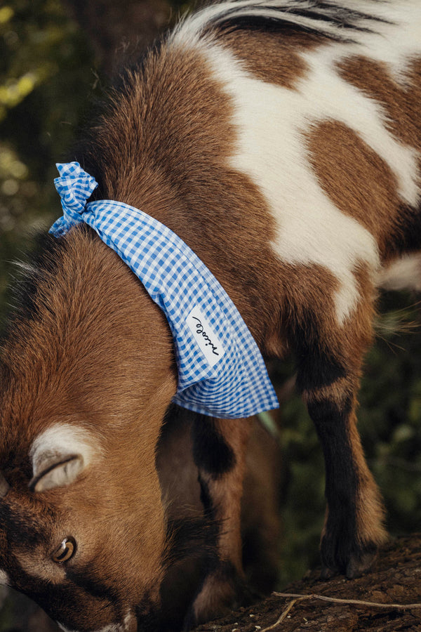 FOULARD QUINN - VICHY LAVANDE